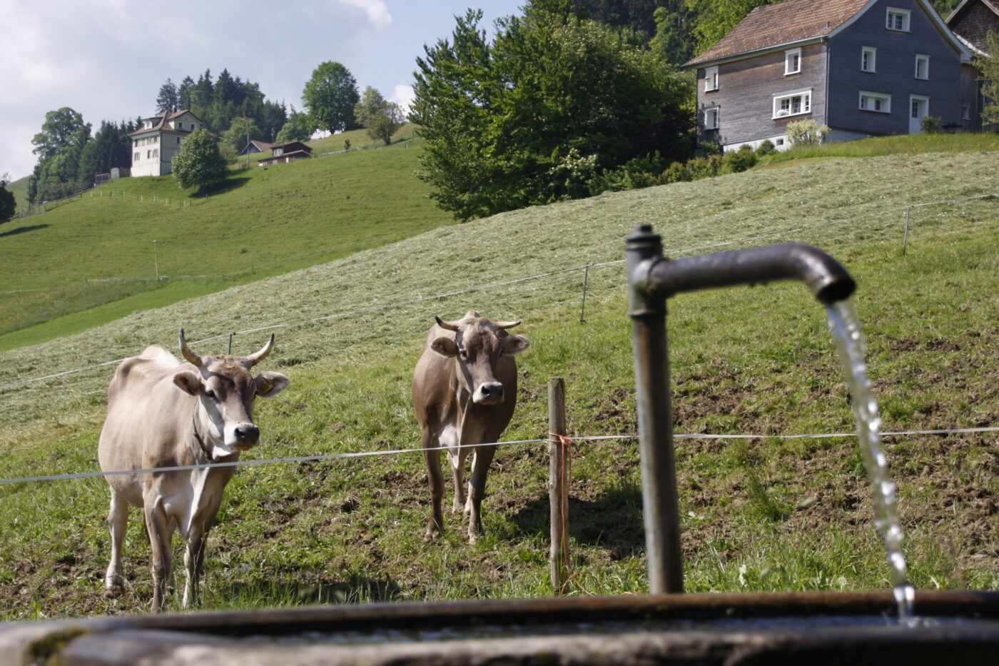 Rinder auf der Weide