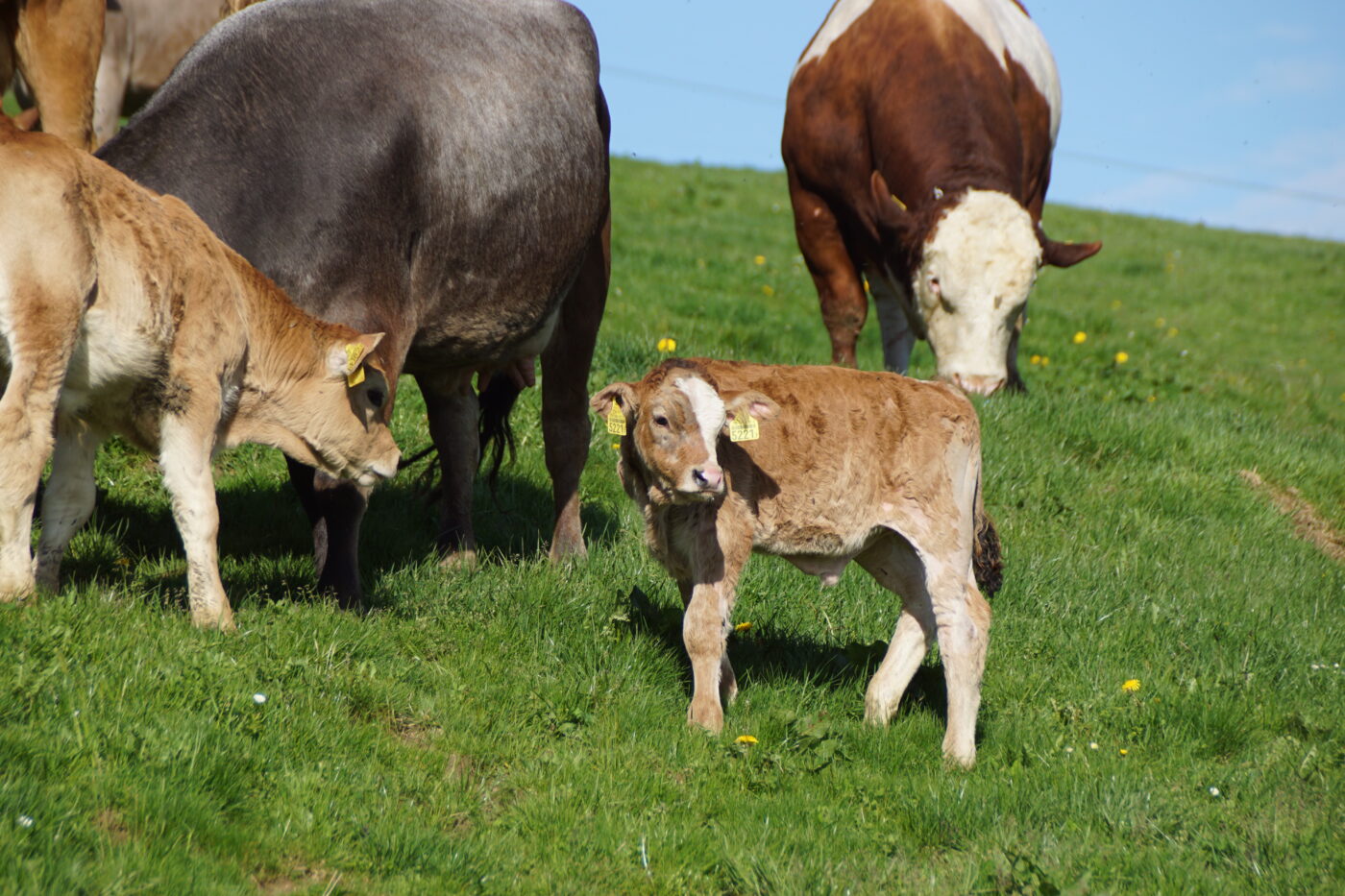 Kalb und Stier