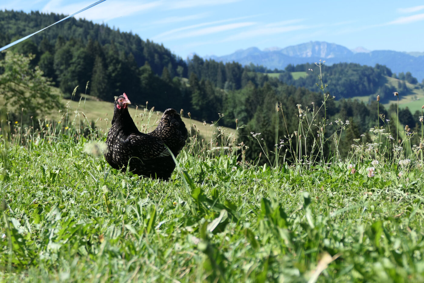 Ist das ein alpenländisches Wildhuhn? Nein aber ein Alphuhn.