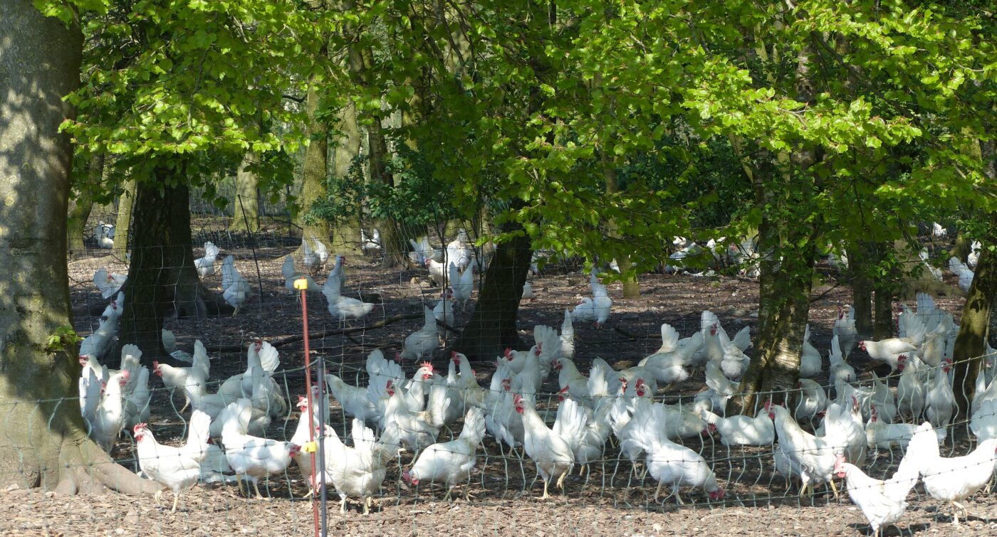 Verglichen mit anderen Haltungen, stehen Bio-Hühnern mehr Platz im Stall und im Auslauf zur Verfügung. 