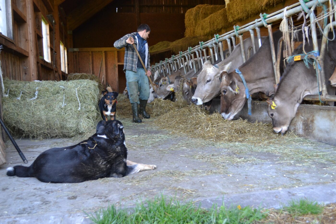 Der alte und der junge Hofhund sind oft mit Stefan Bodenmann unterwegs. 