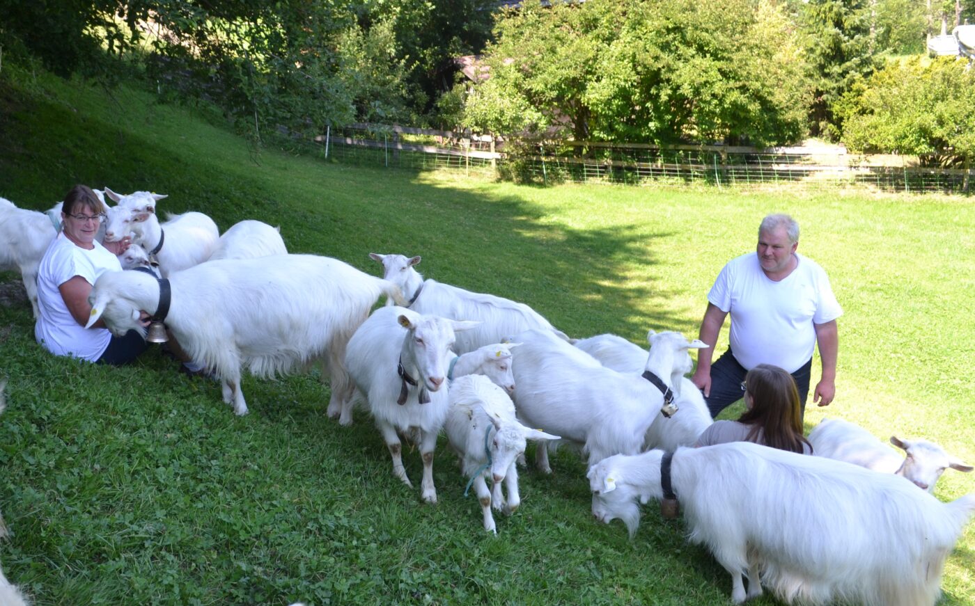 Mit der Appenzellerziegenherde geniessen Grätzers oft die Freizeit. 