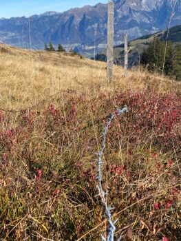 Stacheldraht im Wildtiergebiet