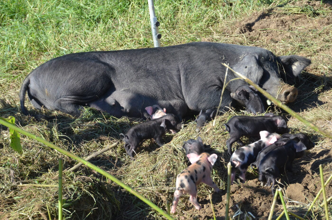 Schwarzes Alpenschwein