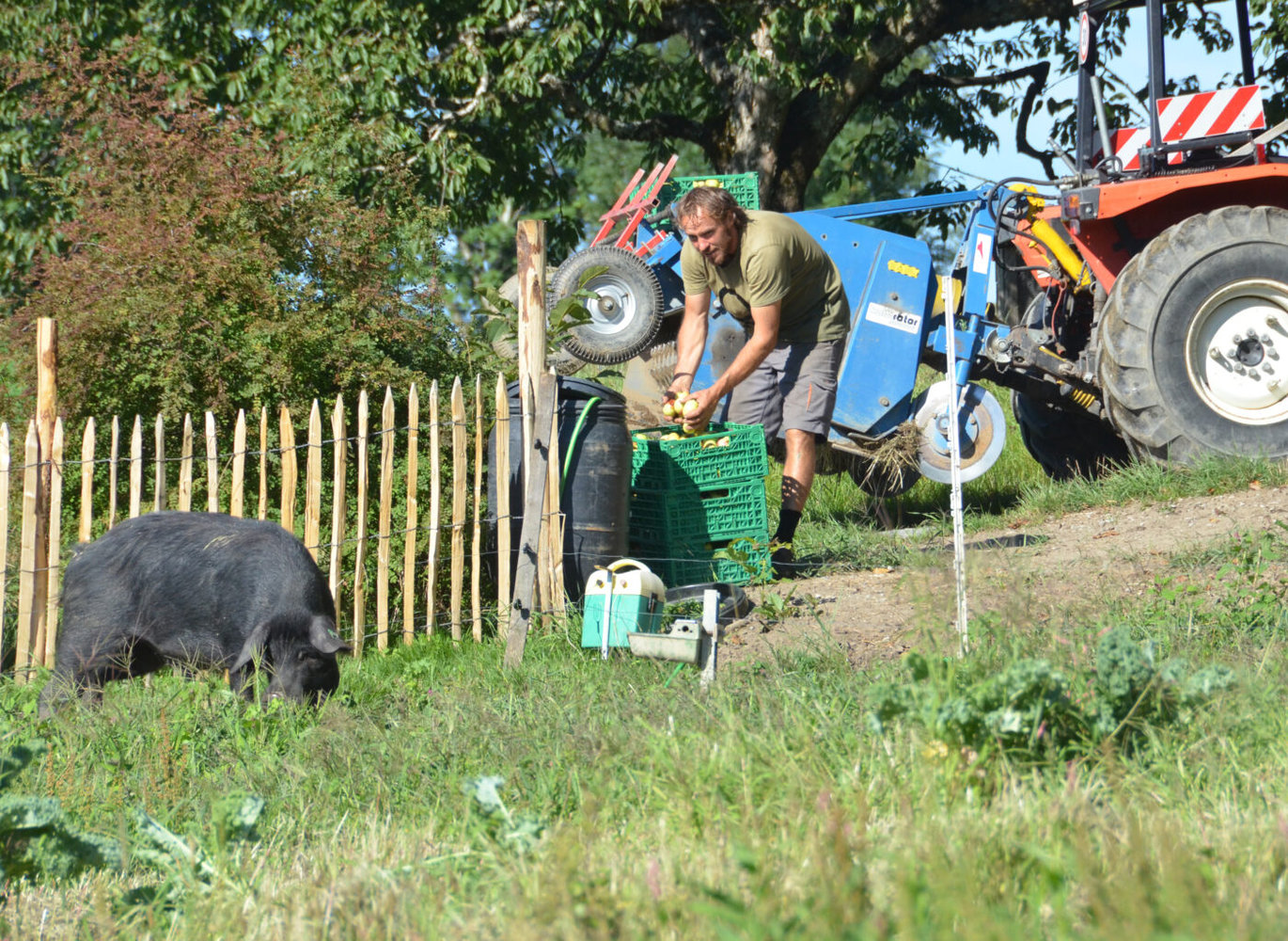 Schwarzes Alpenschwein