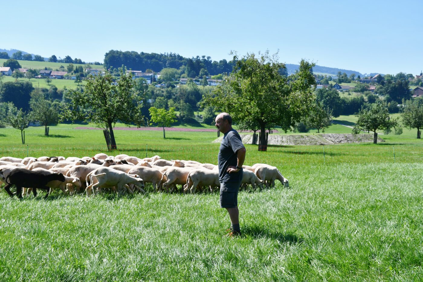 Alpsteinlamm