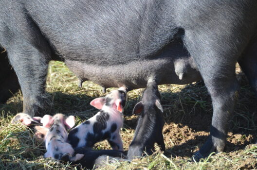 Schwarzes Alpenschwein