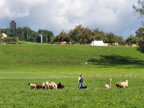 Hütehunde Meisterschaft