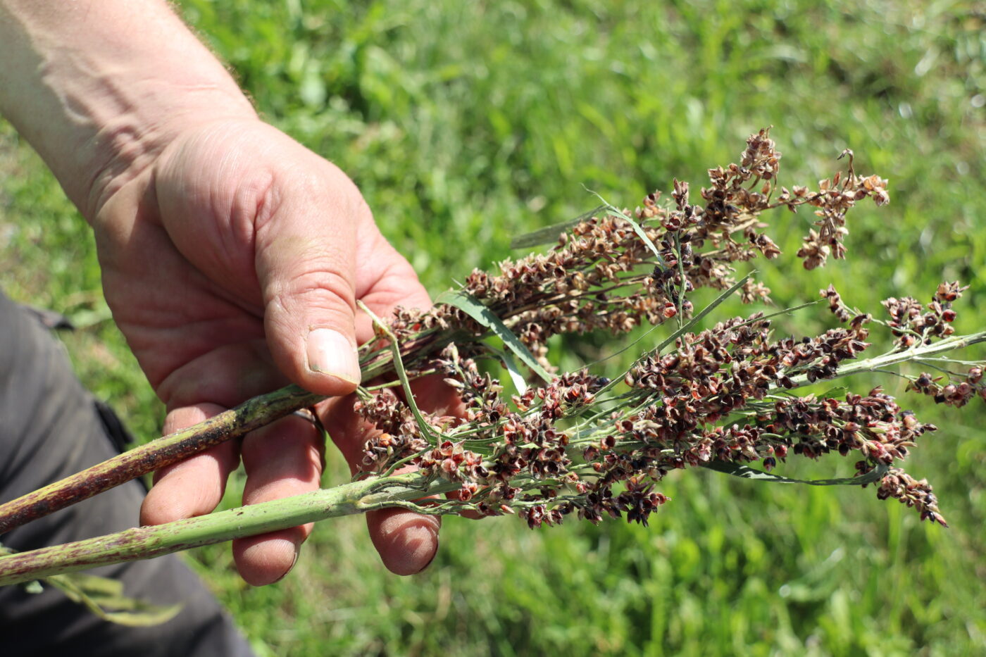 Sorghum Ernte