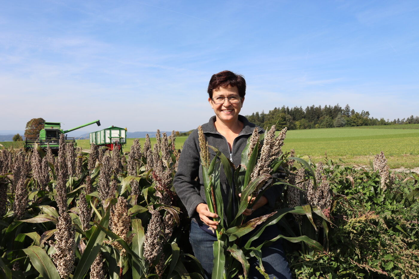 Sorghum Ernte