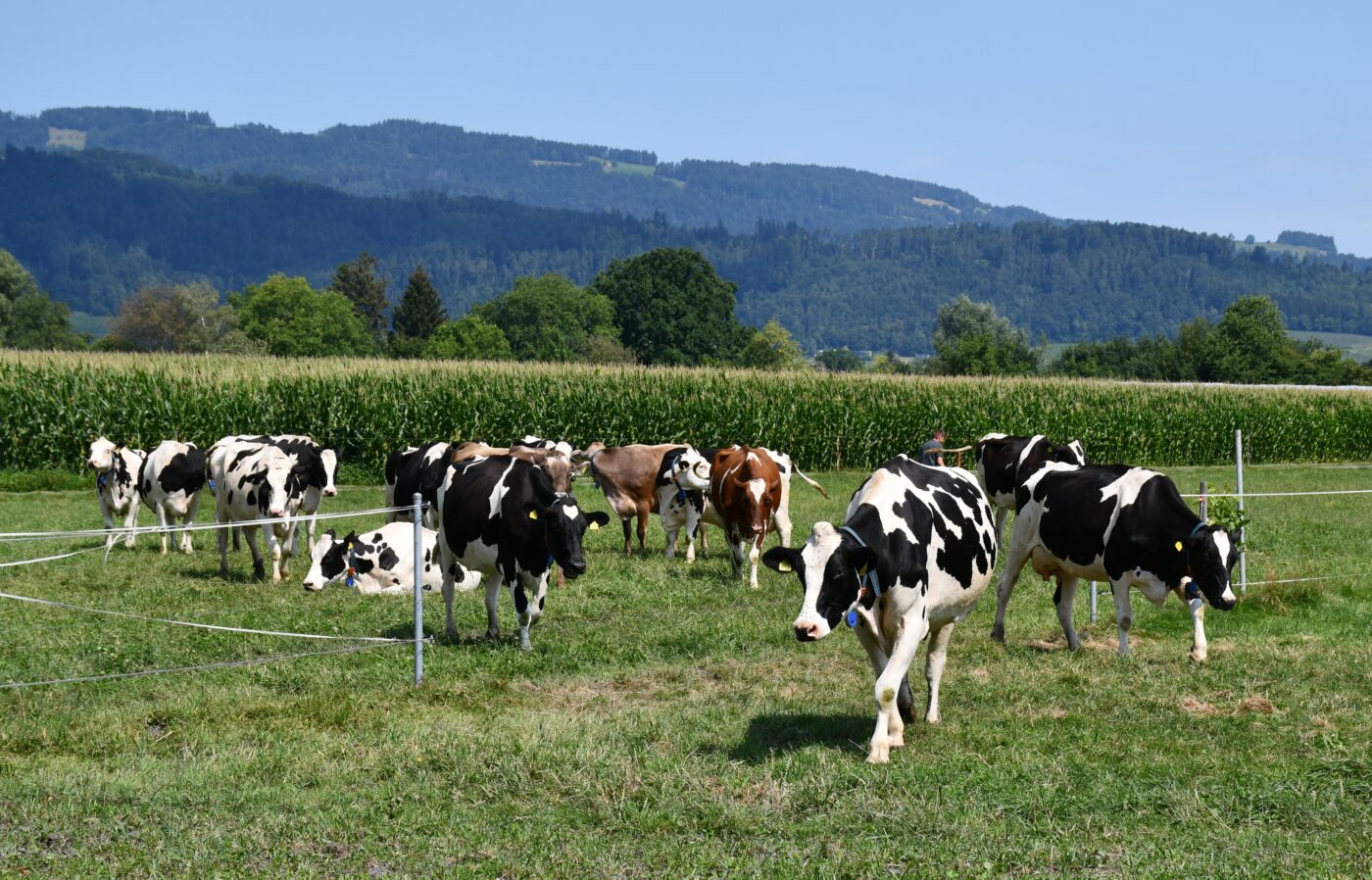 Porträt Familie Willi 