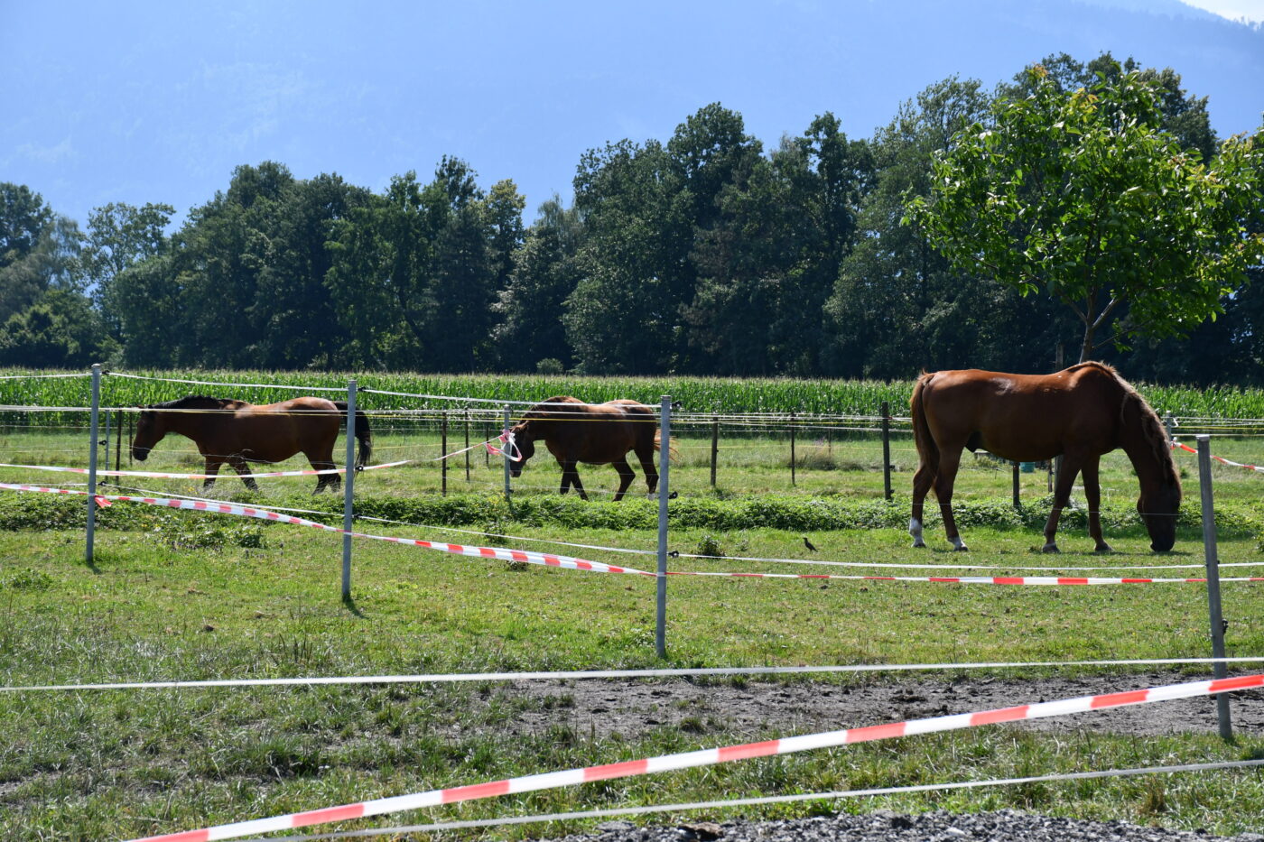 Porträt Familie Willi 