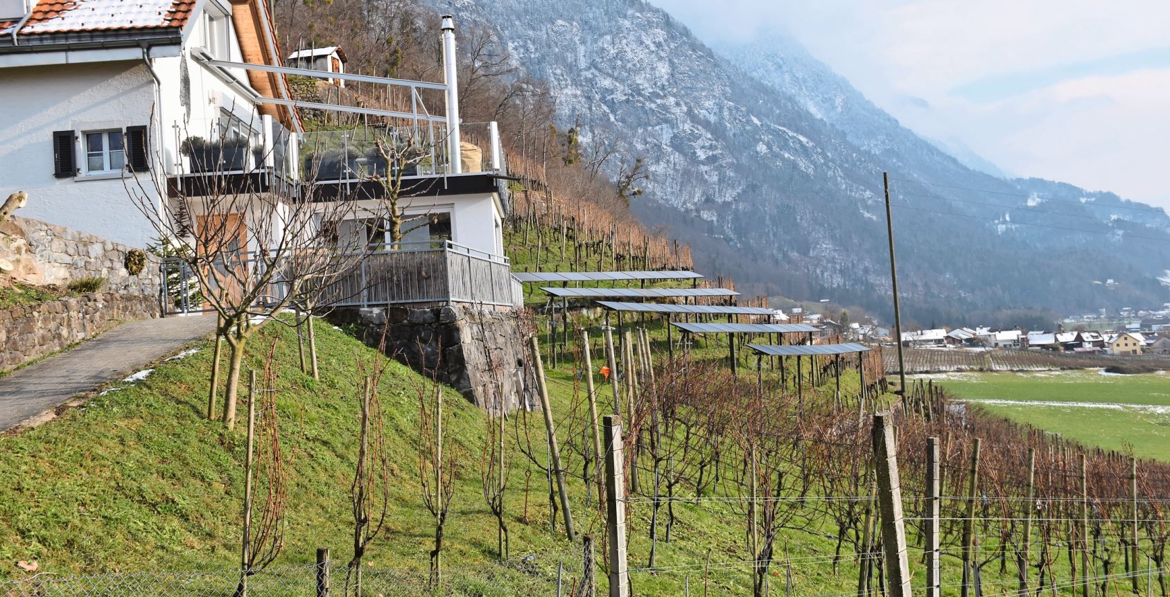 Jetzt ist es wissenschaftlich erwiesen: Die Solaranlage über den Rebstöcken hat auch für die Pflanzen darunter diverse Vorteile.