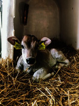 Lungenentzündung Kalb