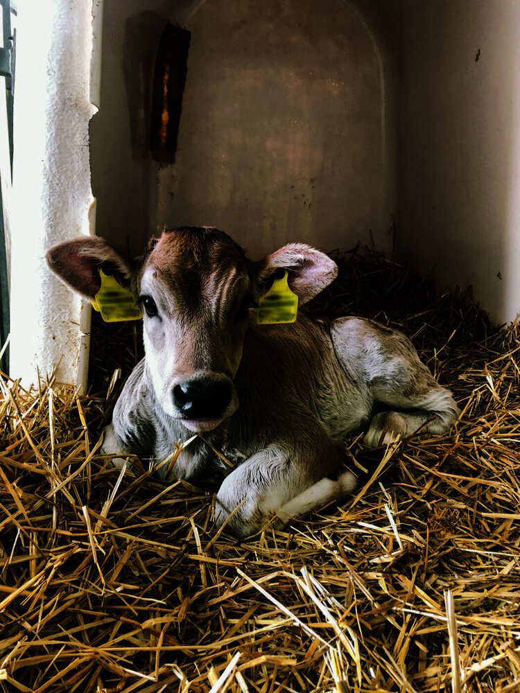 Lungenentzündung Kalb