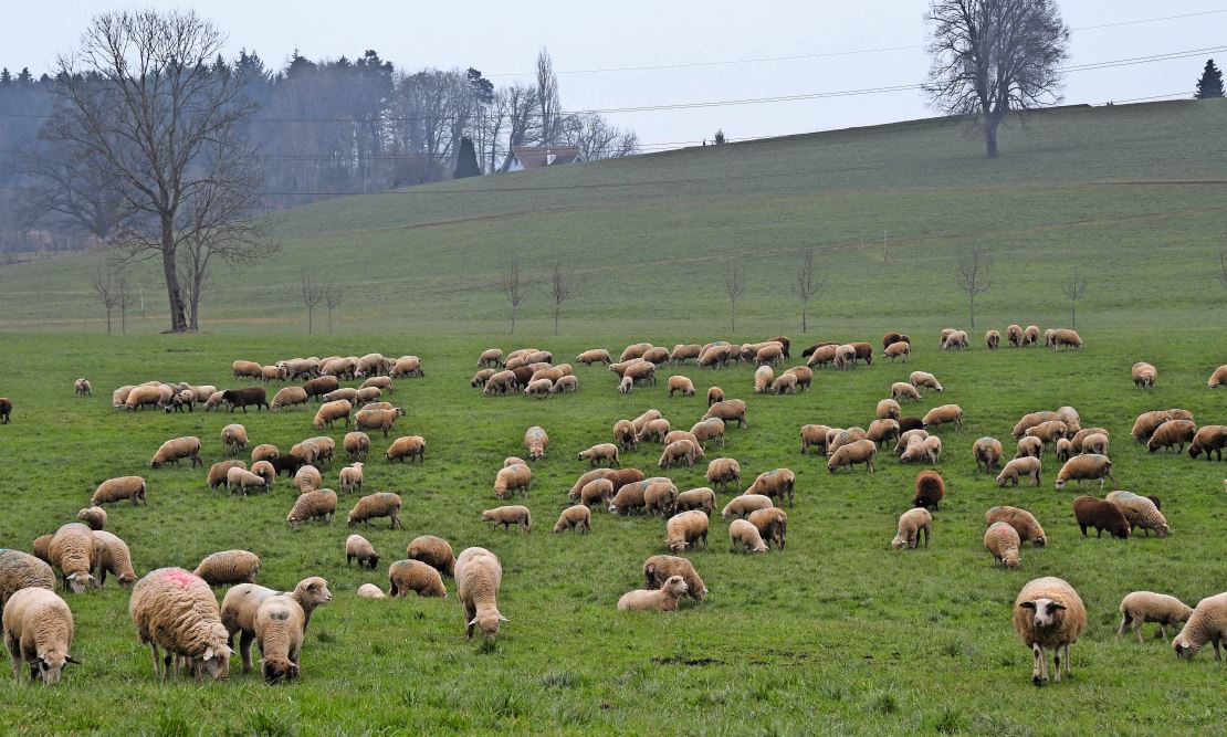 Friedlich grasen die Schafe auf einer Wiese in der Nähe von Wittenbach.