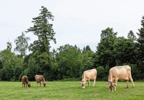 Der Übergang von der reinen Stallfütterung zu einer Ration mit frischem Gras stellt eine grosse Herausforderung dar. Bild: zVg.