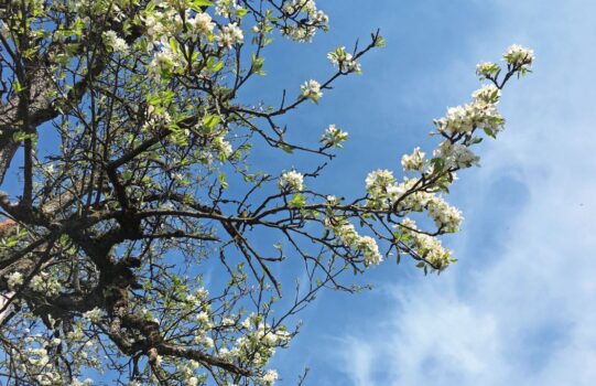 Die Apfelbäume blühen im Schnitt 14 Tage früher als vor 70 Jahren.