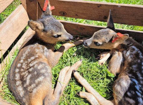 Gefundene Rehkitze sollten mit einer Kiste abgedeckt werden, damit sie nicht wieder auf die Wiese springen. Bild: zVg.