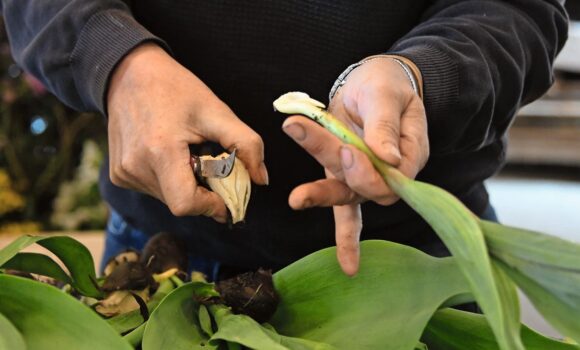 Damit jede Tulpe mit möglichst langem Stiel verkauft werden kann, wird die Zwiebel entlang dem Stängel auseinandergeschnitten.