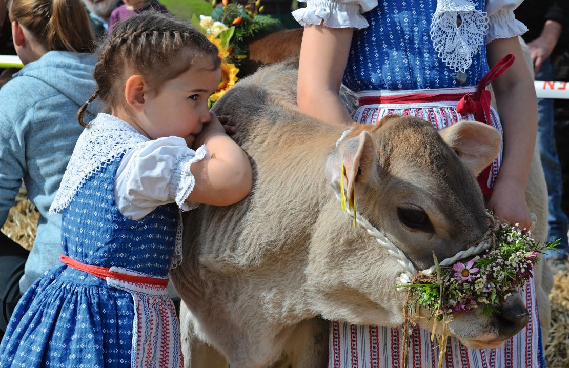 Mit den Kälbern hatten die Kinder ihren grossen Auftritt.