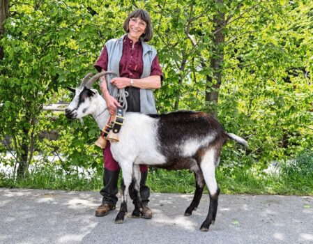 Die Pfauenziege Tabea von Heidi Kobelt wurde Schausiegerin in Mels.