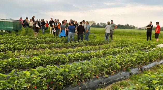 Auf dem Erdbeerfeld von Familie Studer wachsen zehn verschiedene Sorten. Bild: Denise Lattmann