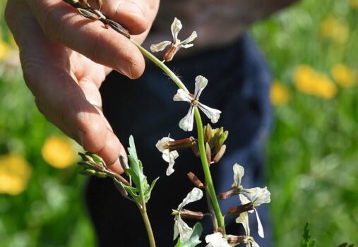 Blütenstand von letztjährigem Rucola: Alle Gemüse und Kräuter müssen erst blühen, damit sich Samen bilden.