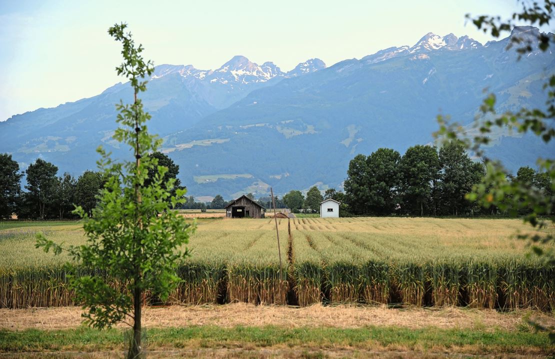 Getreide in weiter Reihe ist ein Biodiversitätsförderelement.