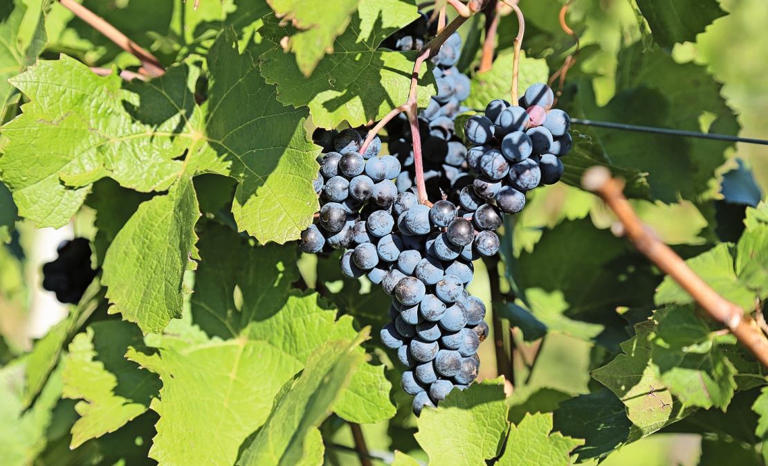 In der Schweiz wird immer mehr Bioweinbau betrieben.