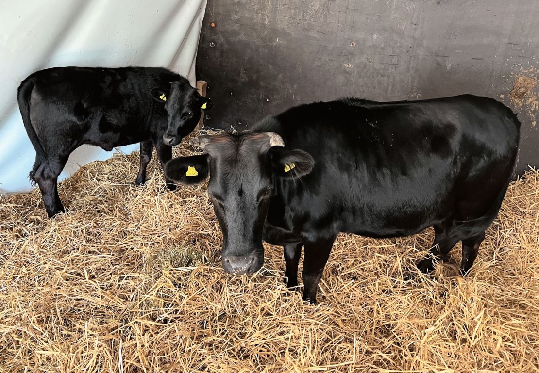 Alta mit ihrem Kalb Alpha im Weidezelt.