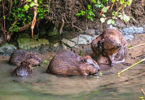 Eine vierköpfige Biberfamilie am Flussufer. Bilder: Christof Angst