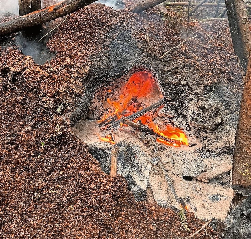 Der Brand zieht sich durch das Wurzelwerk der Bäume. Im Boden brennt es weiter.