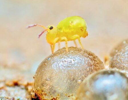 Typischer Bodenbewohner: der Springschwanz (Dicyrtomina minuta) auf Schneckeneiern. Bild: Andy Murray