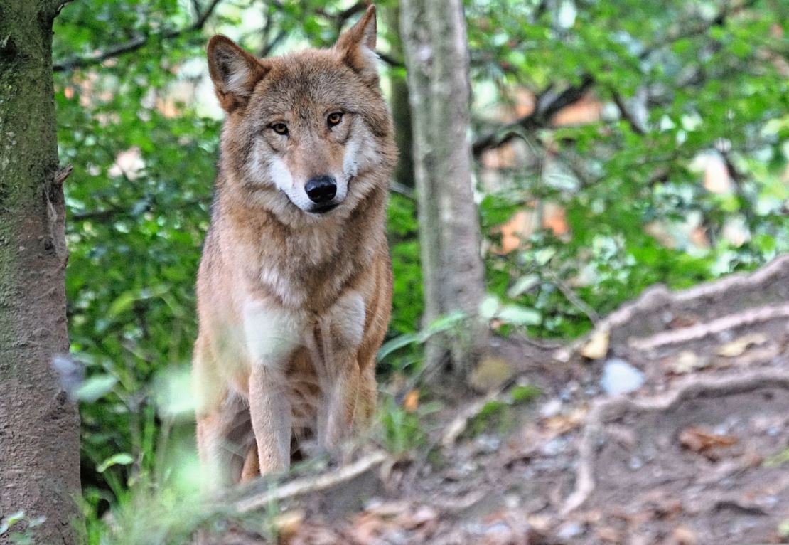 Der St. Galler Bauernverband forderte den Abschuss des Wolfsrüden des Calfeisenrudels. Der Bund gibt aber Jungtiere zum Abschuss frei. Bild: zVg.