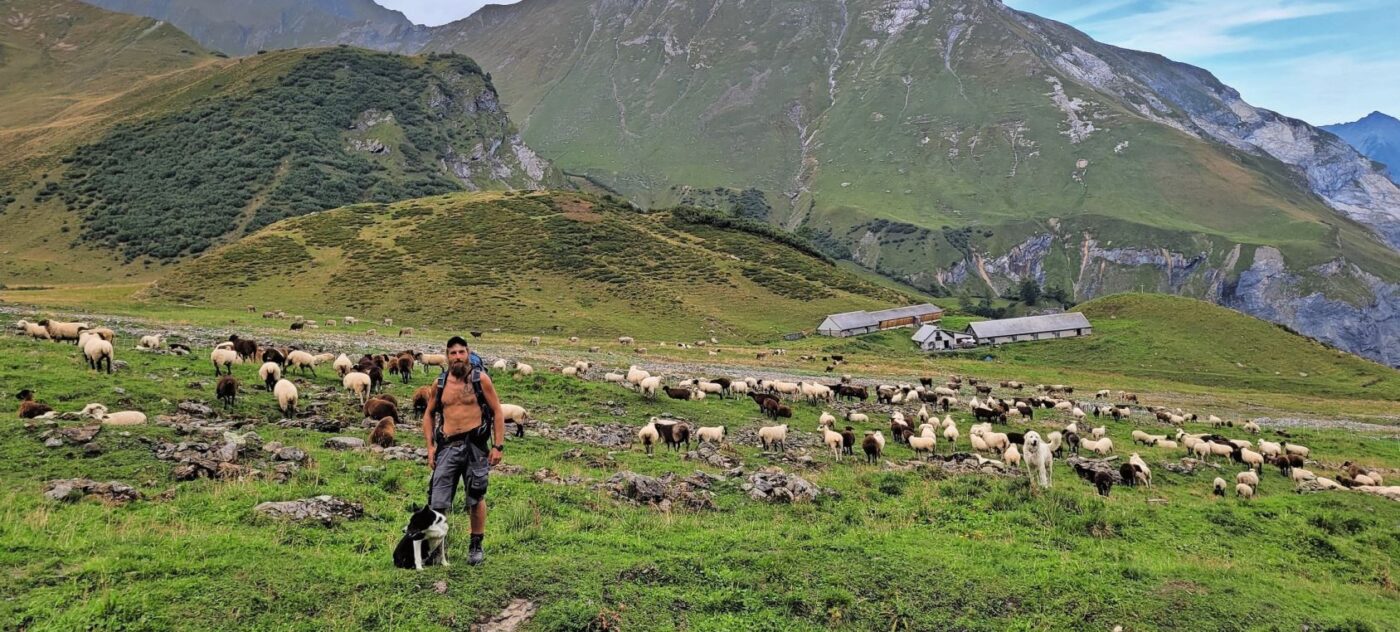 Wenige Tage vor dem Alpabtrieb befindet sich die Schafherde da, wie sie den Sommer startete, nicht weit von der Haupthütte entfernt.