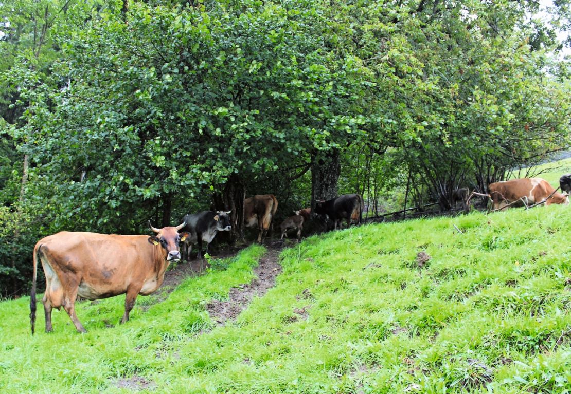 Die gemischte Viehherde sucht Schutz vor dem Regen.