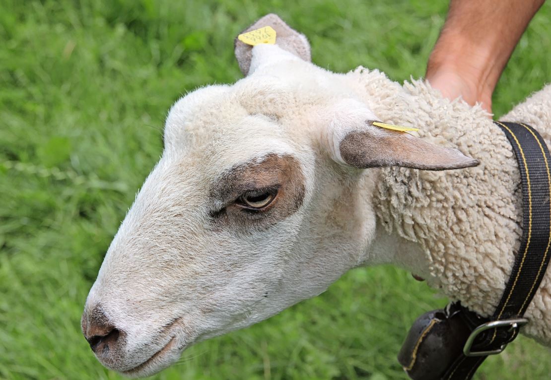 Die Augenringe und die fehlende Wolle an der Stirn sind die Merkmale des Spiegelschafs.