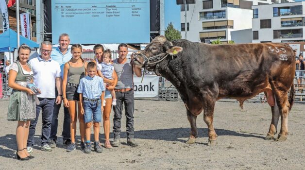 Inmitten des mondänen Zug – ein Star des Stieremärts: Alino Gracer von Kevin Züger wird Mister ZM Zug bei Brown Swiss. Bilder: zVg.