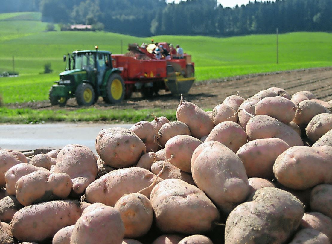 Der Kartoffelanbau war zuletzt ziemlich herausfordernd.