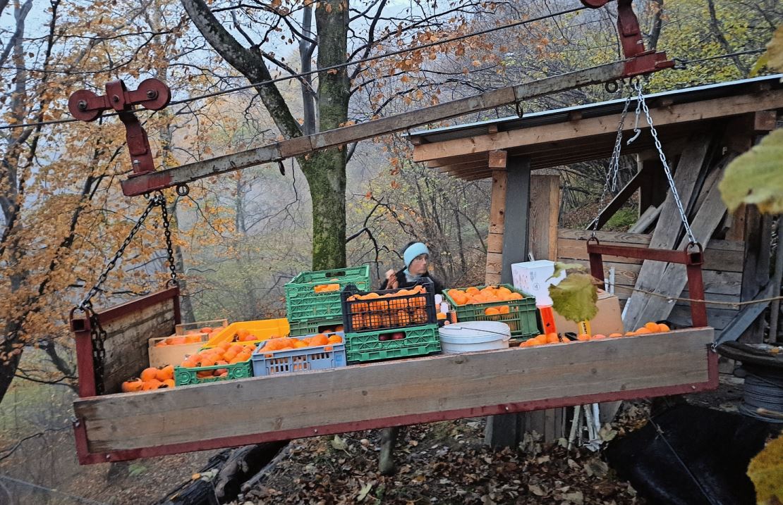 Auch von steilen Hängen gelangen geerntete Kakis zu Claudia Gorbach – mittels spezieller Seilbahn. Bild: zVg.