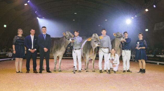 Brown Swiss: Vize Halina von Simon Arnold, Champion Monisha von Michaela Schnider und Helin von Florian Portmann, dritter Platz.