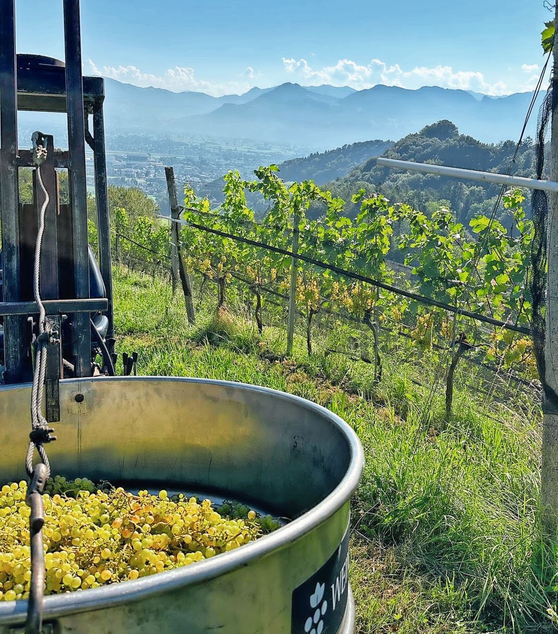 Bei wunderbarem Wetter wird Müller-Thurgau (Riesling-Sylvaner) in Berneck geerntet. Bild: Wetli Weine