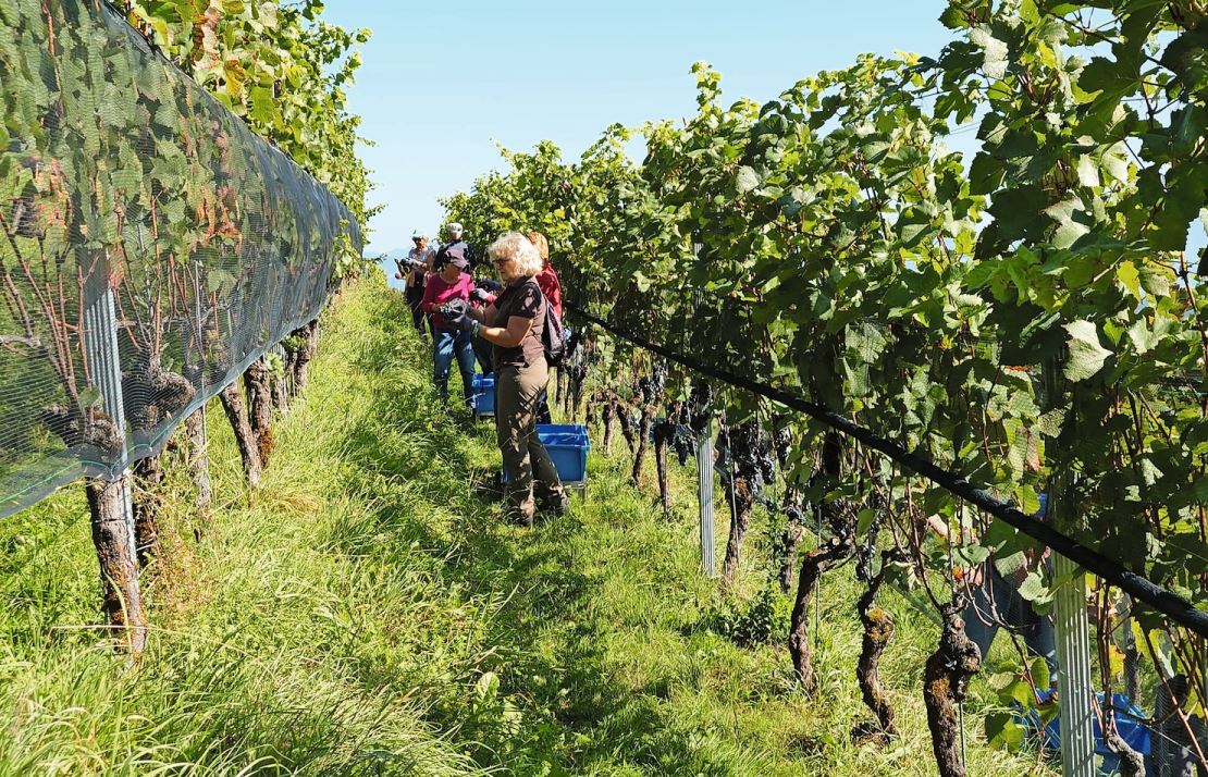 Exaktes Arbeiten bei der Lese ist enorm wichtig. Bild: Weingut am Steinig Tisch