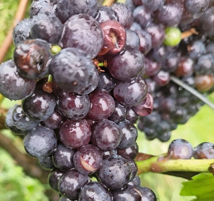 Ende August wurde aufgeplatzer Blauburgunder festgestellt. Bild: Wetli Weine