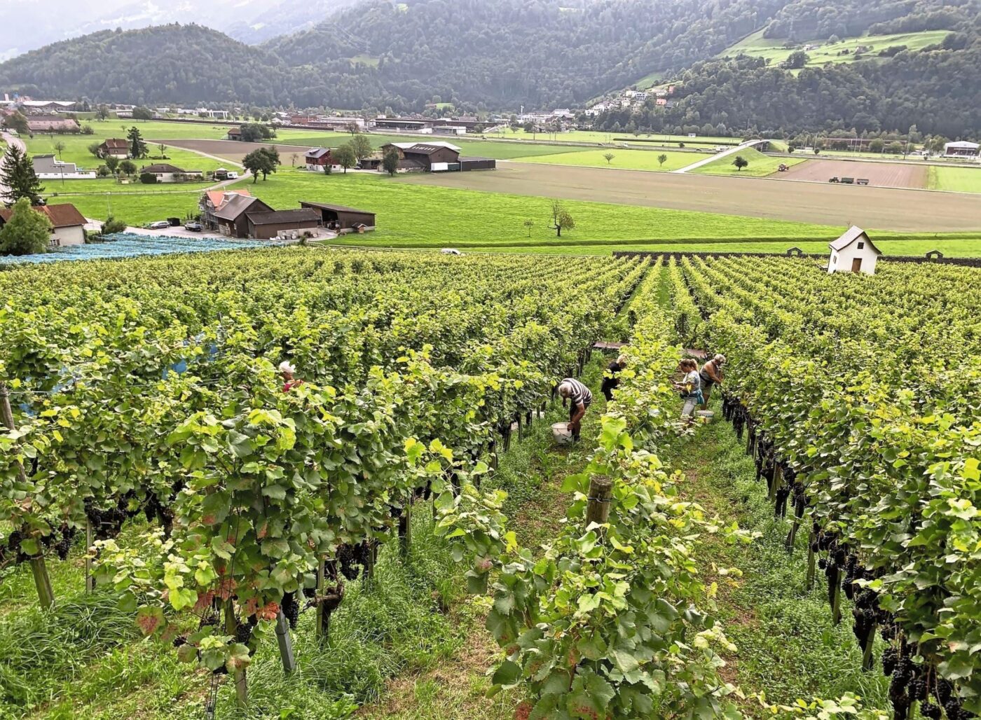 Die Weinlese am Steinernen Steg in Mels ist in vollem Gange. Bild: Stefan Willi