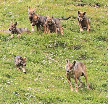 Das Calfeisentalrudel hatte zum zweiten Mal Nachwuchs bekommen.Sechs Jungwölfe wurden beobachtet. Bild: Erich Dutler