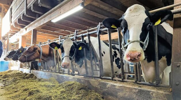 Der Stalldurchschnitt im Betrieb Kunz liegt bei 12 000 Kilo Milch. Bilder: zVg.