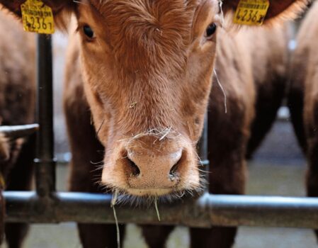 Die Produktion von Rindfleisch hat 2023 zugenommen. Bild: lid.