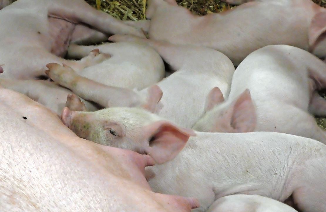 Die Schweineproduktion war 2023 nicht einfach. Bild: Daniela Huijser